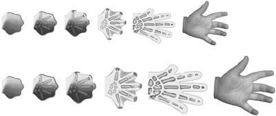 Coordinating Development: How Do Animals Integrate Plastic and Robust Developmental Processes?
